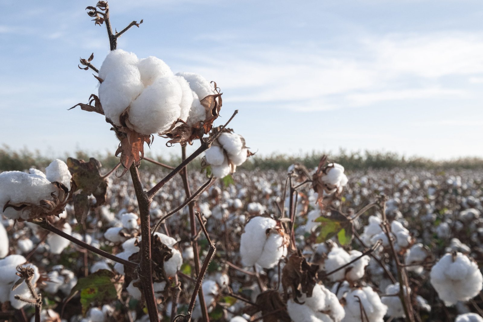 Peruvian Cotton. Norgate